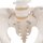 Becken-Skelett-Modell, weiblich, mit Oberschenkelst&uuml;mpfen - 3B Smart Anatomy