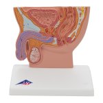 Männlicher Beckenschnitt Modell, 1/2 Größe - 3B Smart Anatomy