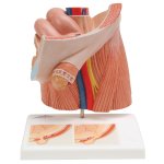 Leistenbruchmodell - 3B Smart Anatomy