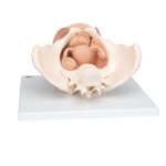 Becken-Modell, weiblich, mit Genitalorganen, 3 tlg - 3B Smart Anatomy
