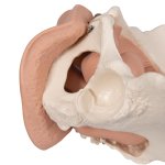 Pelvis Skeleton with Genital Organs, female, 3 part - 3B Smart Anatomy