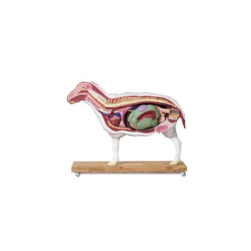Sheep model, 12 parts, 2/3 life size