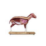 Sheep model, 12 parts, 2/3 life size