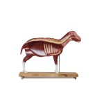 Sheep model, 12 parts, 2/3 life size
