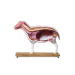 Sheep model, 12 parts, 2/3 life size
