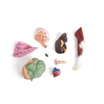 Sheep model, 12 parts, 2/3 life size
