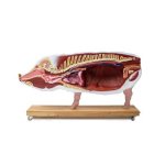 Didaktisches Schweinemodell, 20-teilig, 1/2 natürliche Größe