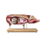Didaktisches Schweinemodell, 20-teilig, 1/2 natürliche Größe