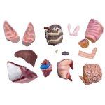 Didaktisches Schweinemodell, 20-teilig, 1/2 natürliche Größe