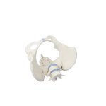 Weibliches Becken-Modell mit Kreuzbein und 2 Lendenwirbeln