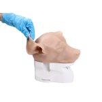 Hunde Otoskopiesimulator