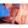 Option Postpartum Hemorrhage (PPH) Trainer PRO für P90 Geburtssimulatoren