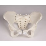 Female pelvis model with sacrum, flexible