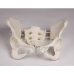Female pelvis model with sacrum, flexible