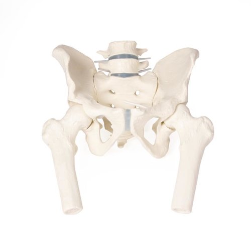 Male pelvis model with sacrum, 2 lumbar vertebrae and femoral stumps