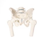 Male pelvis model with sacrum, 2 lumbar vertebrae and...
