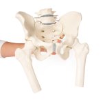 Male pelvis model with sacrum, 2 lumbar vertebrae and femoral stumps