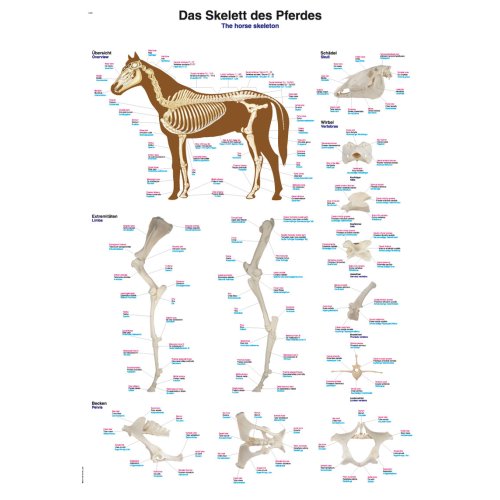 Chart “The equine skeleton”