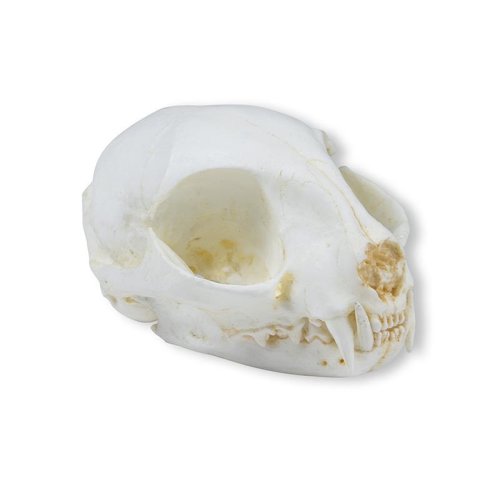 Wild Cat Skull (Felis silvestris)