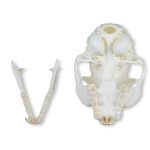 Wild Cat Skull (Felis silvestris)