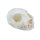 Wild Cat Skull (Felis silvestris)