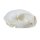 Wild Cat Skull (Felis silvestris)