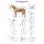 Chart “The equine skeleton”