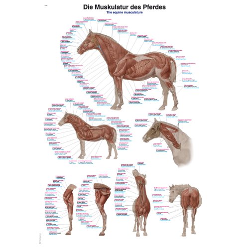 Lehrtafel "Die Muskulatur des Hundes"
