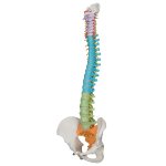 Spine Model, Flexible, Didactic - 3B Smart Anatomy