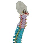 Spine Model, Flexible, Didactic - 3B Smart Anatomy