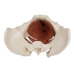 Female pelvic floor model, 12 parts, magnetic