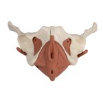 Female pelvic floor model, 12 parts, magnetic