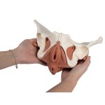 Female pelvic floor model, 12 parts, magnetic