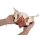Female pelvic floor model, 12 parts, magnetic
