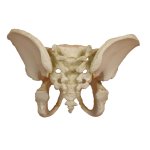 Pelvis model of a 5 year old child