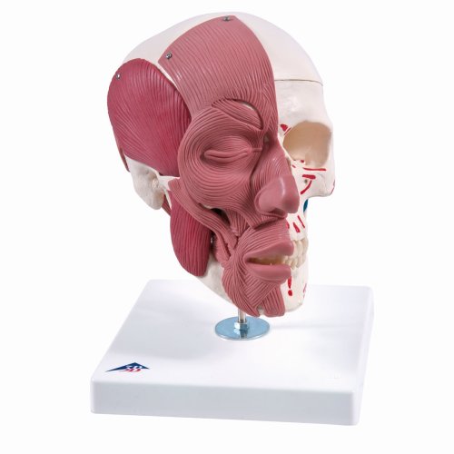 Schädel-Modell mit Gesichtsmuskulatur - 3B Smart Anatomy