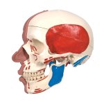 Sch&auml;del-Modell mit Gesichtsmuskulatur - 3B Smart Anatomy