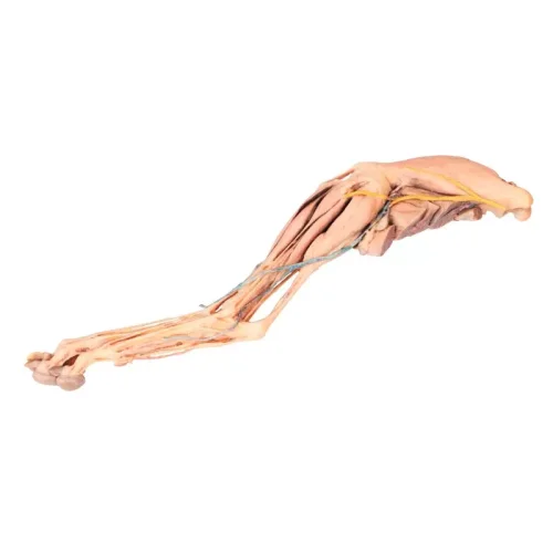 3D dog hindlimb model