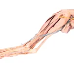 3D dog hindlimb model