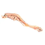 3D dog hindlimb model
