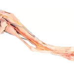3D dog hindlimb model