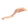 3D dog hindlimb model