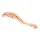 3D dog hindlimb model