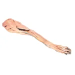 3D Hunde Vorderbein Modell