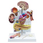 Typ II-Diabetes-Set