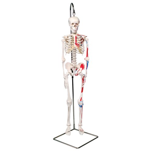 Mini Skeleton Shorty with Painted Muscles, 1/2 Size on Hanging Stand - 3B Smart Anatomy