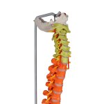 Flexible Wirbelsäule, didaktisch