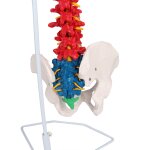 Flexible Wirbelsäule, didaktisch