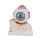 Augen-Modell, 5-fache Gr&ouml;&szlig;e, 7-tlg - 3B Smart Anatomy