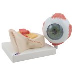 Augen-Modell, 5-fache Gr&ouml;&szlig;e, 7-tlg - 3B Smart Anatomy
